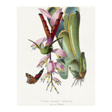 Paul Gervais – Hummingbird Painting (1842) (Print Only) thumbnail