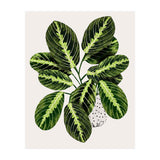 Maranta Plant (Print Only) thumbnail