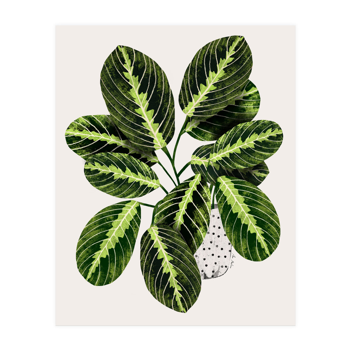 Maranta Plant (Print Only)