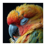 Close Up Of A Sleeping Sun Conure Parrot (Print Only) thumbnail