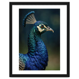 Peacock Portrait Photography thumbnail