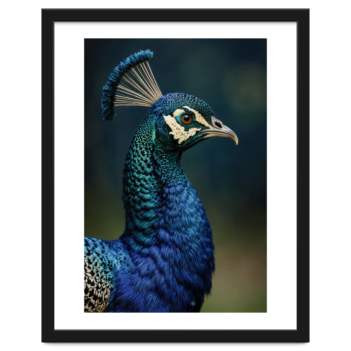 Peacock Portrait Photography