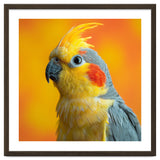 Close Up Cockatiel Parrot With Yellow Crest thumbnail