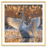 Swan Spreading Wings In Water Sunlight thumbnail