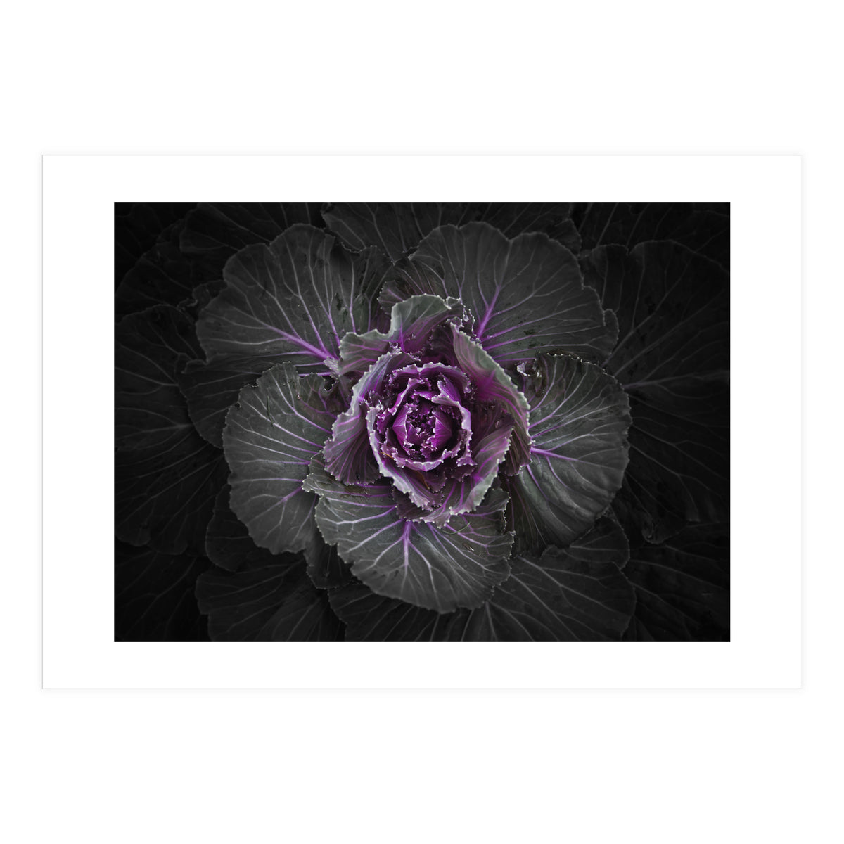 Backyard Flowers No 108 Color Version (Print Only)