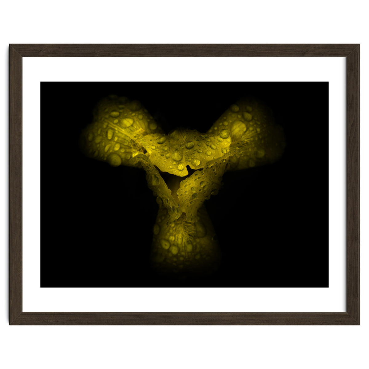 Backyard Flowers No 70 Color Version