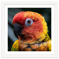 Sun Conure Parrot Bird With Water Droplets