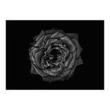 Backyard Flowers In Black And White No 110 (Print Only) thumbnail