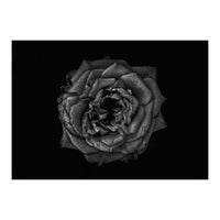 Backyard Flowers In Black And White No 110 (Print Only)