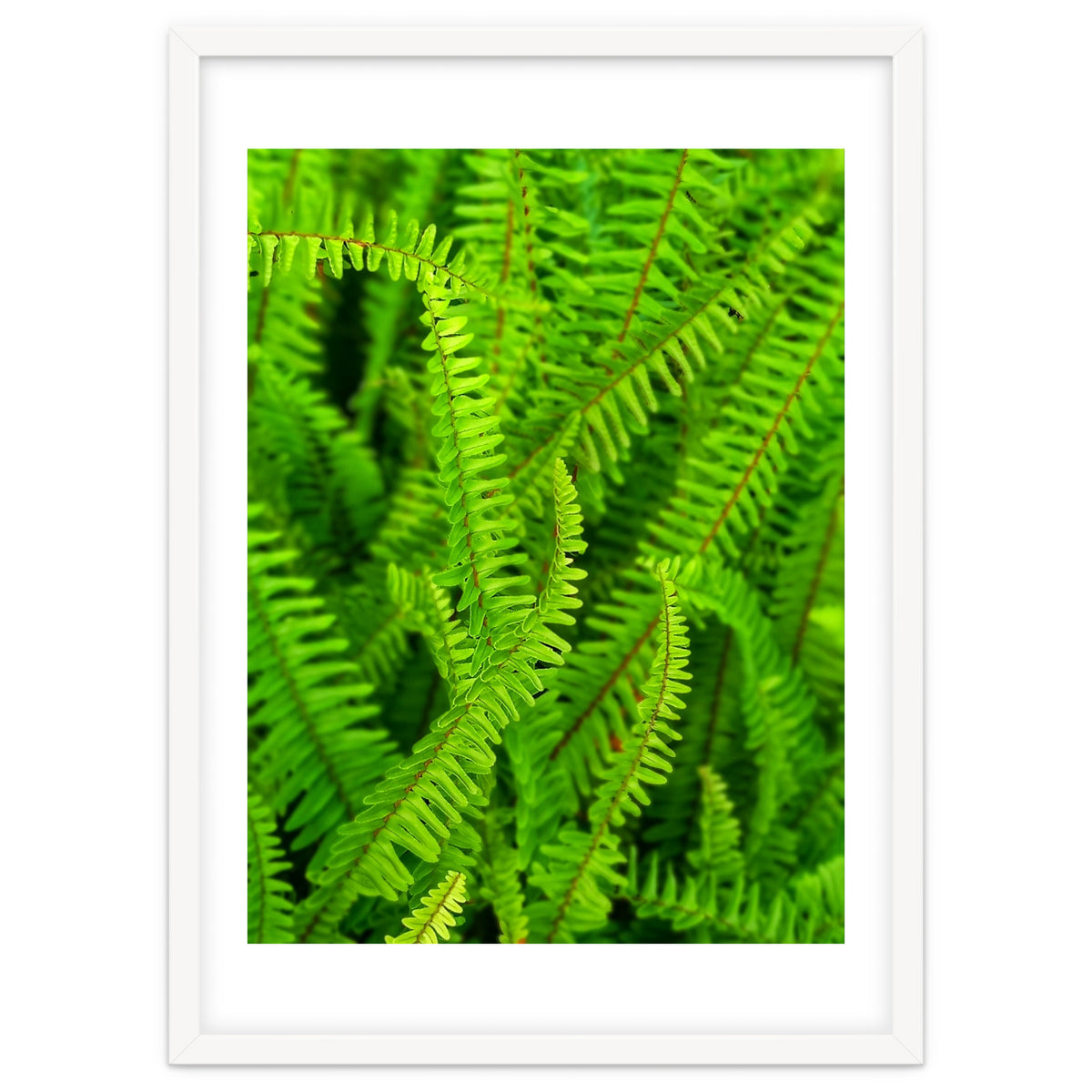 Green Ferns