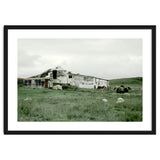 Sheep with a farmhouse - Iceland thumbnail