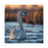 Elegant Swan Gliding On Water At Sunset (Print Only) thumbnail
