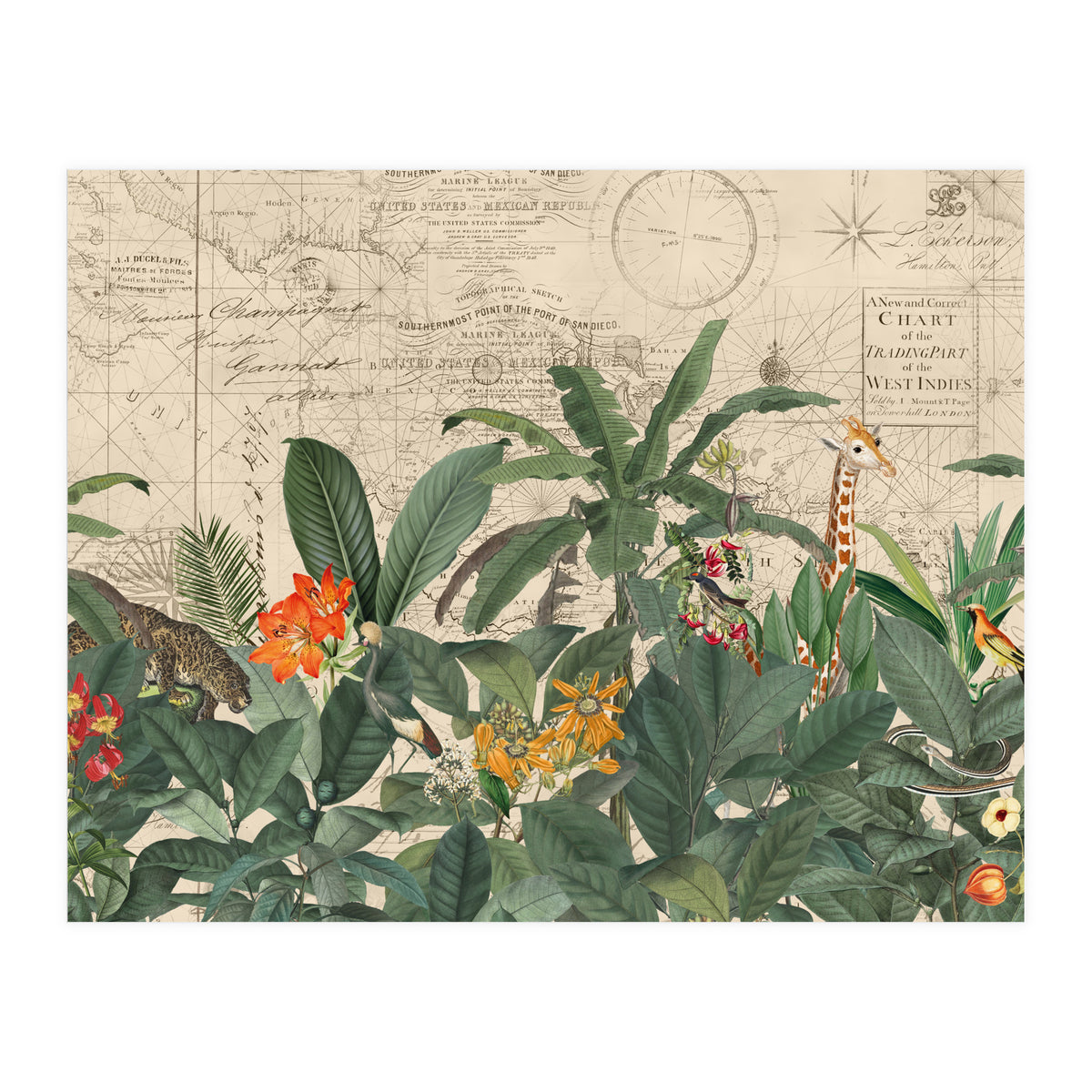 Explore The New World Wild Animals (Print Only)