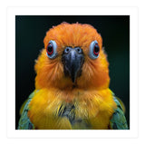 Close Up Sun Conure Parrot Portrait Eyes (Print Only) thumbnail