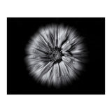 Backyard Flowers In Black And White No 10 Flow Version (Print Only) thumbnail