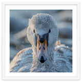 Close Up Of A Swan In Frost Winter Bird Close Up thumbnail