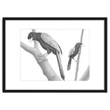 Yucatan Jays thumbnail
