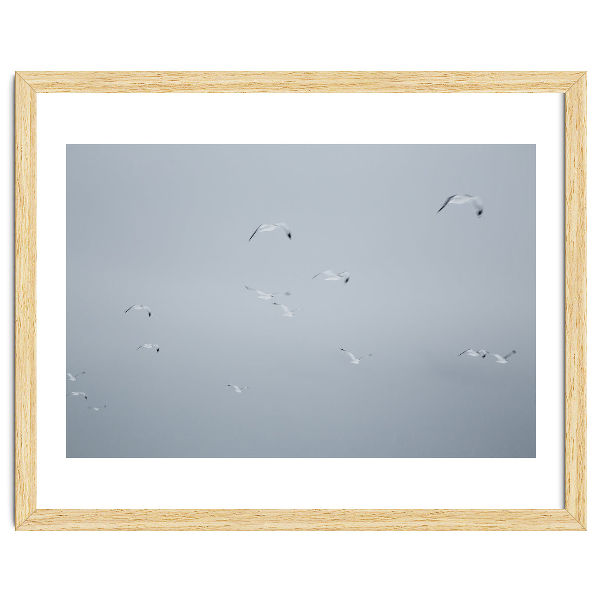 Flying seagulls in the winter sky