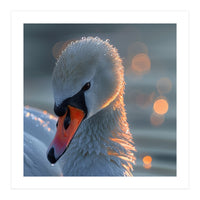 Close Up Of A Swan With Water Droplets (Print Only)