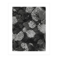 Hydrangeas | Black & White Portrait (Print Only)