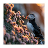 Puffin Bird On Rocks Near Pink Flowers At Sunset (Print Only) thumbnail