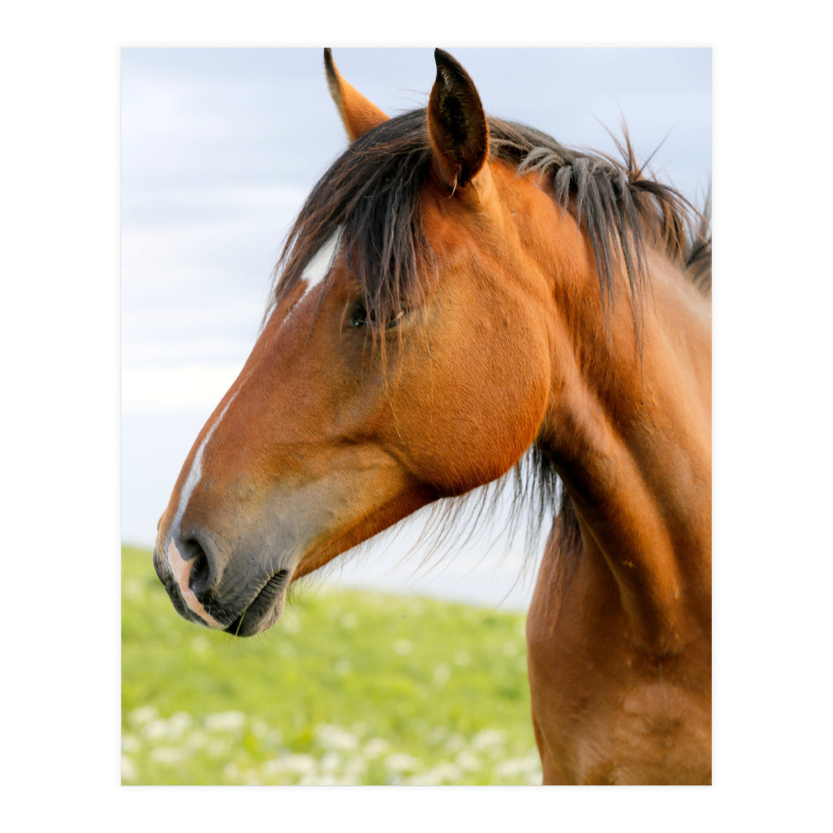 Horse Portrait (Print Only)