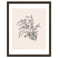 Acacia Botanical illustration