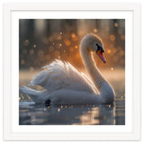 Majestic Swan Gliding On Water During Sunset Golden Hour Wildlife thumbnail