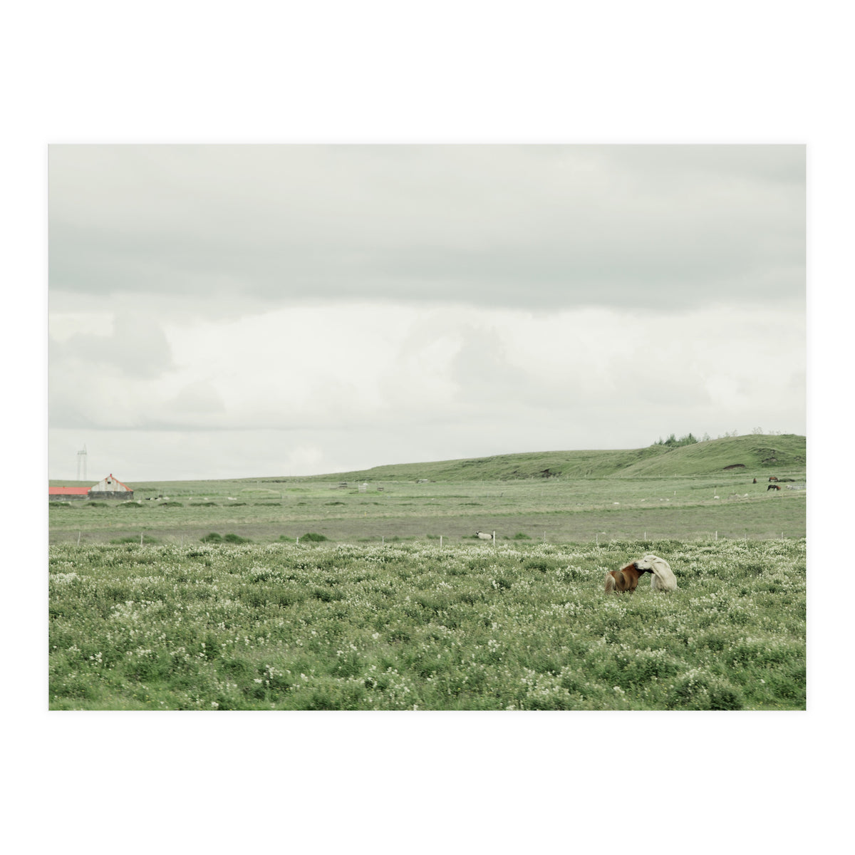 Horses in the middle of the green field - Iceland (Print Only)