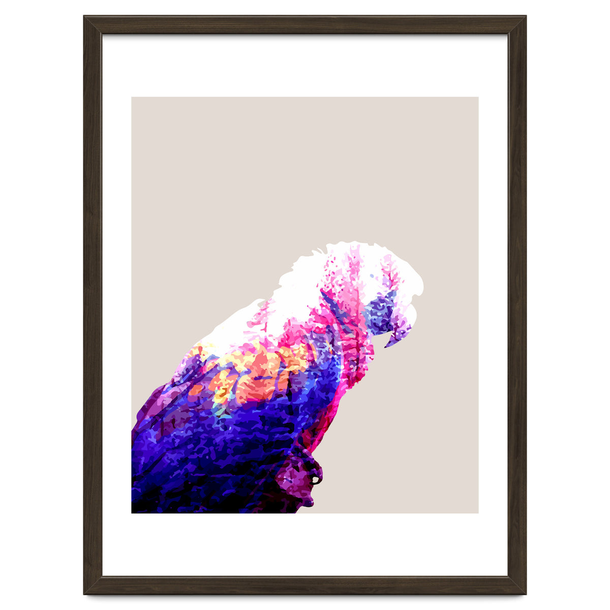 Macaw