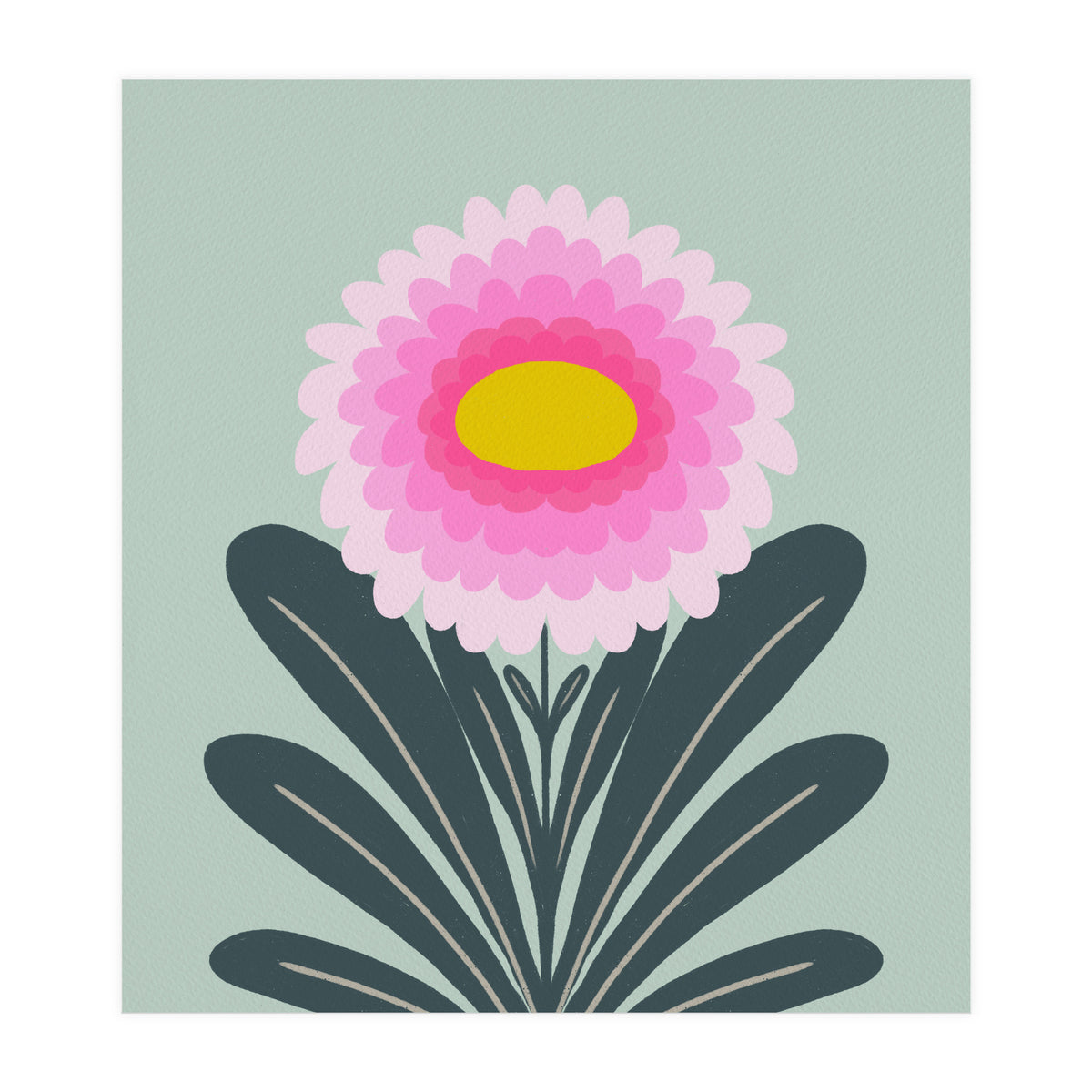 Chrysanthemum - turquoise and pink (Print Only)