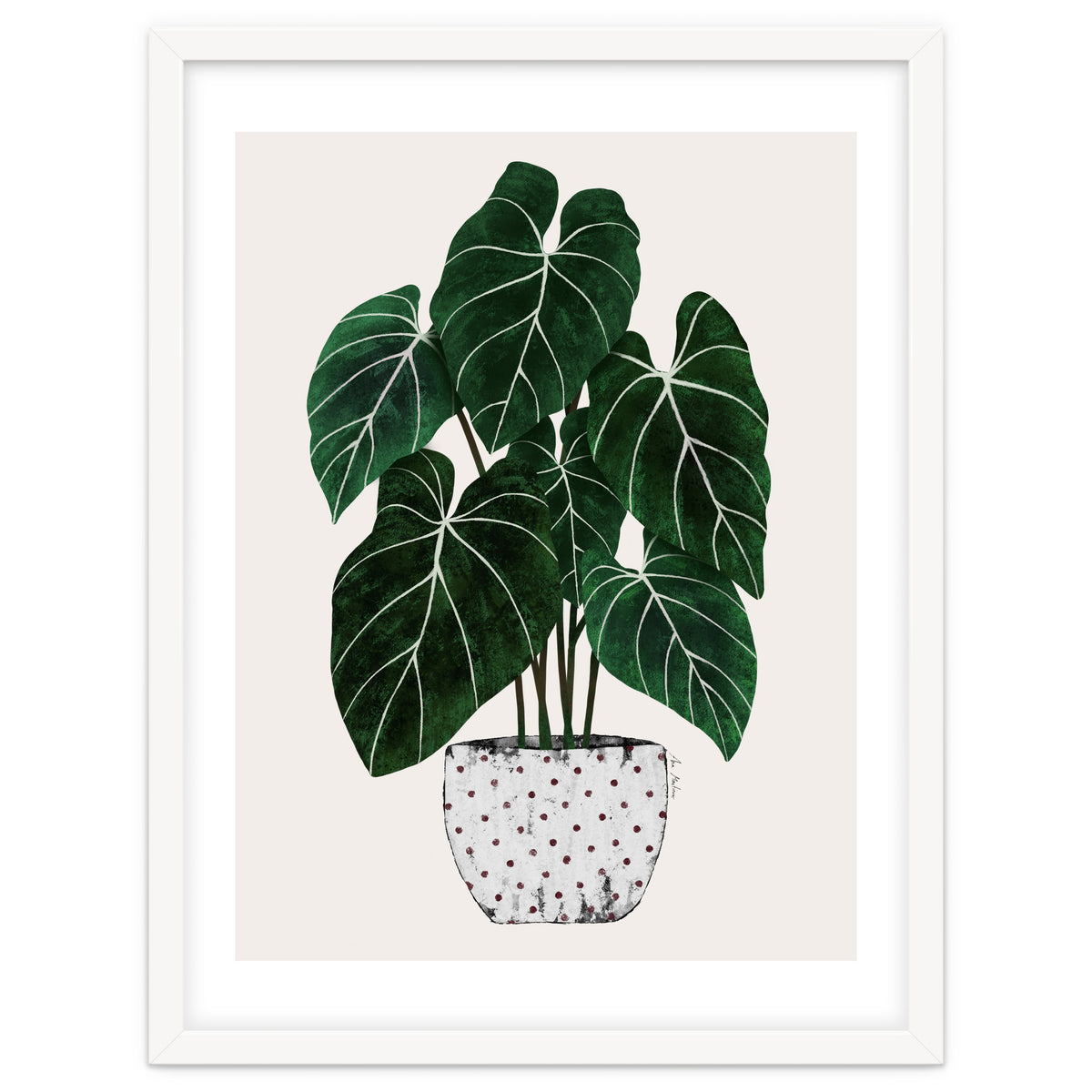 Philodendron Plant