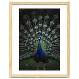 Peacock Portrait Photography thumbnail