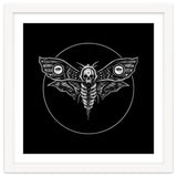 Deaths Head Moth thumbnail