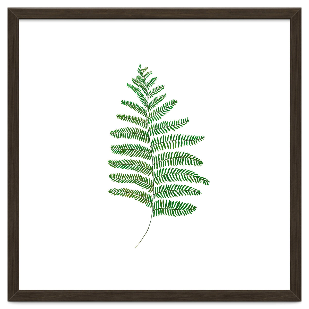 Fern