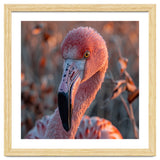 Close Up Of A Pink Flamingo Head In Sunlight thumbnail