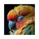 Close Up Of A Sleeping Sun Conure Parrot (Print Only) thumbnail
