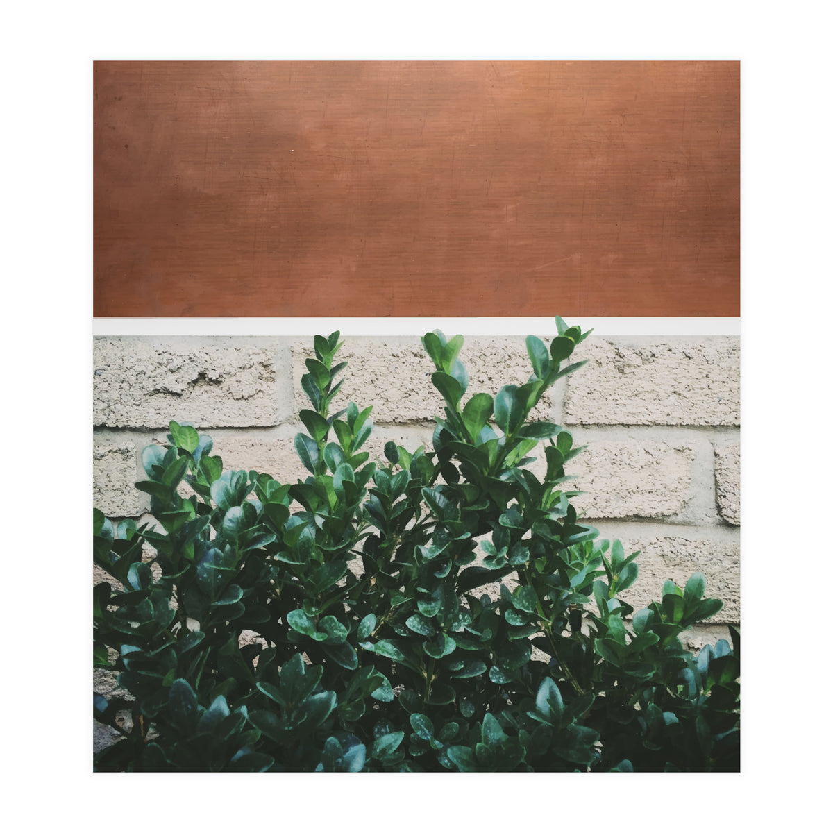 Plant + Copper (Print Only)