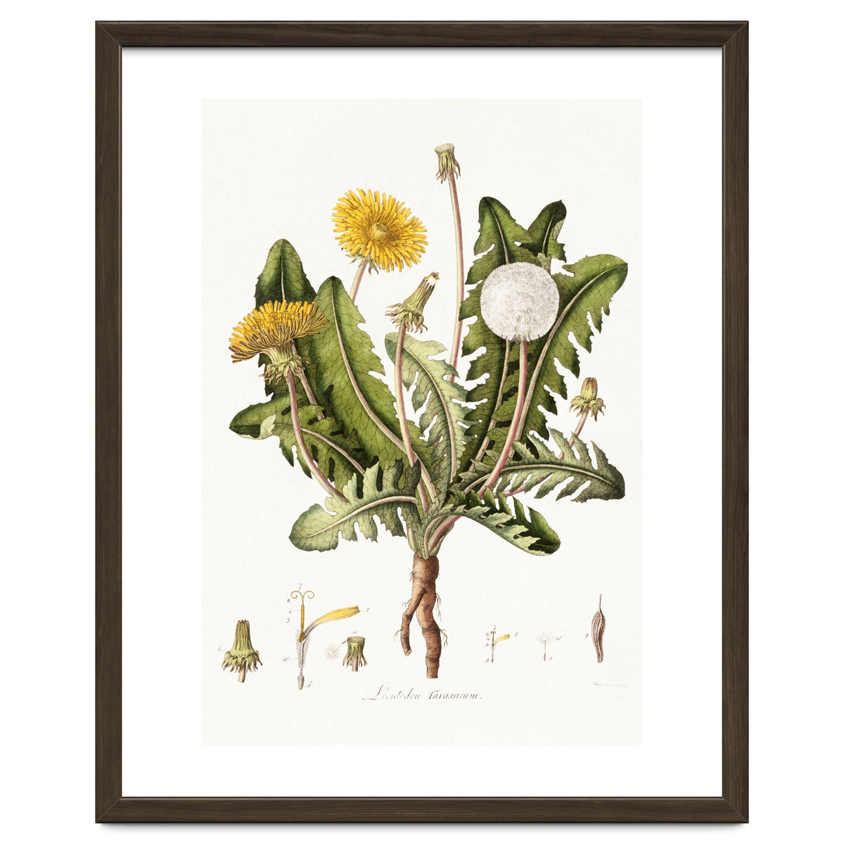 William Curtis – Dandelion (1777–1798)