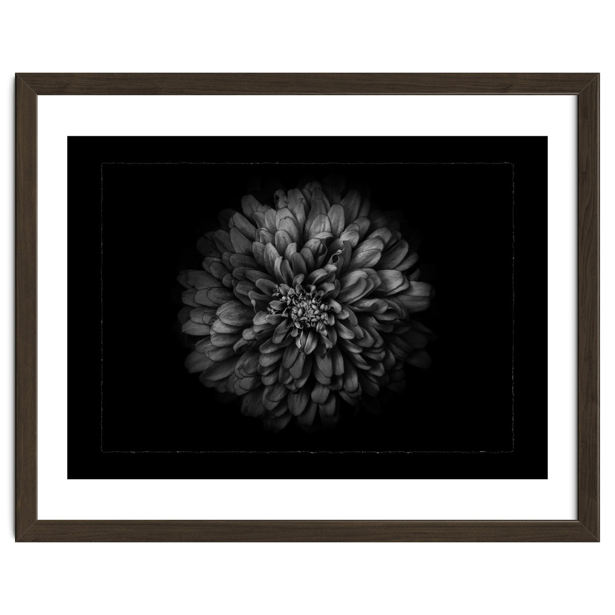 Backyard Flowers In Black And White No 68 with Border