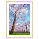Spring in optima forma thumbnail