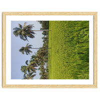 The Paddy Fields of Kerala, South India