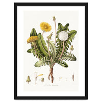 William Curtis – Dandelion (1777–1798)