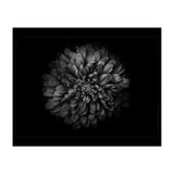 Backyard Flowers In Black And White No 68 with Border (Print Only) thumbnail