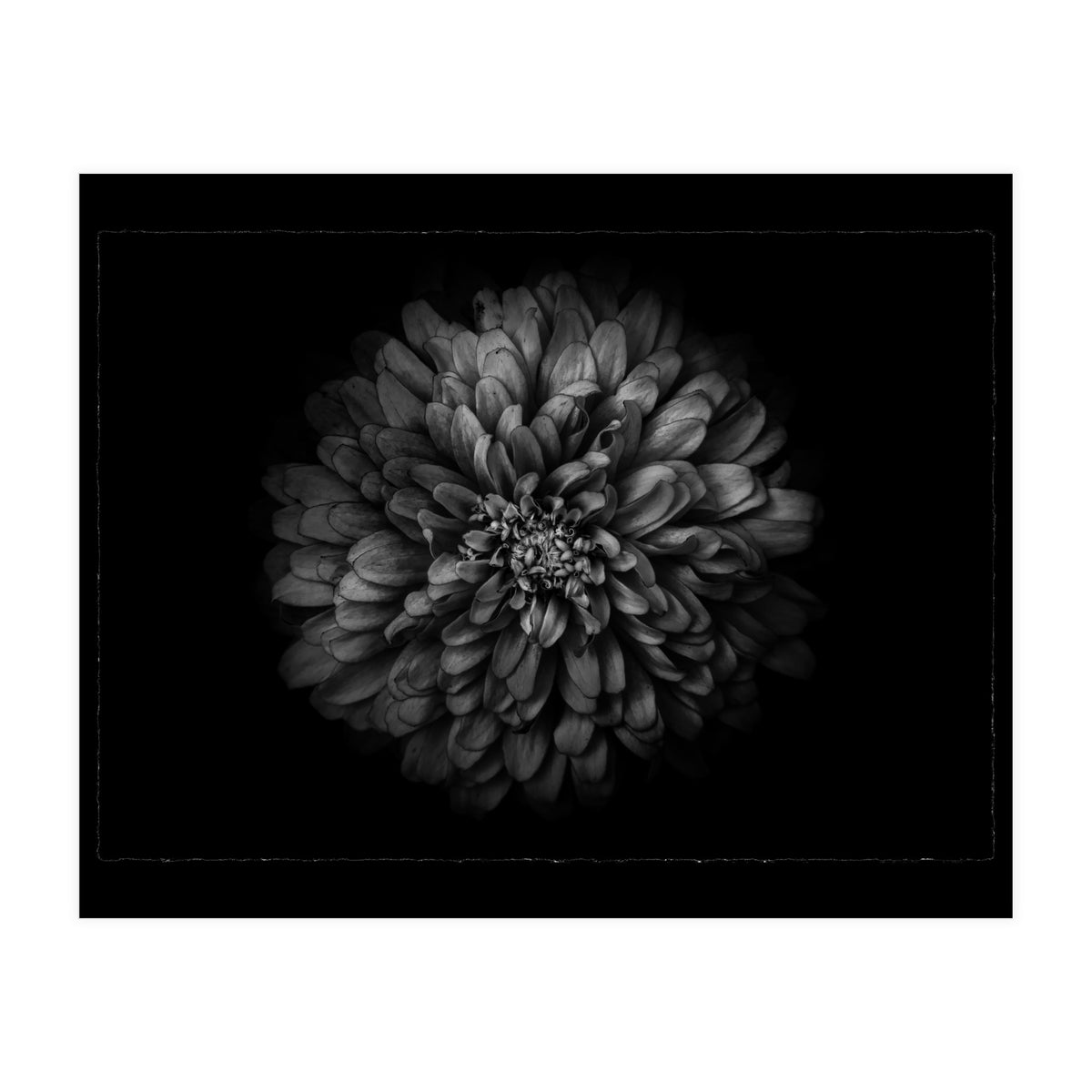 Backyard Flowers In Black And White No 68 with Border (Print Only)
