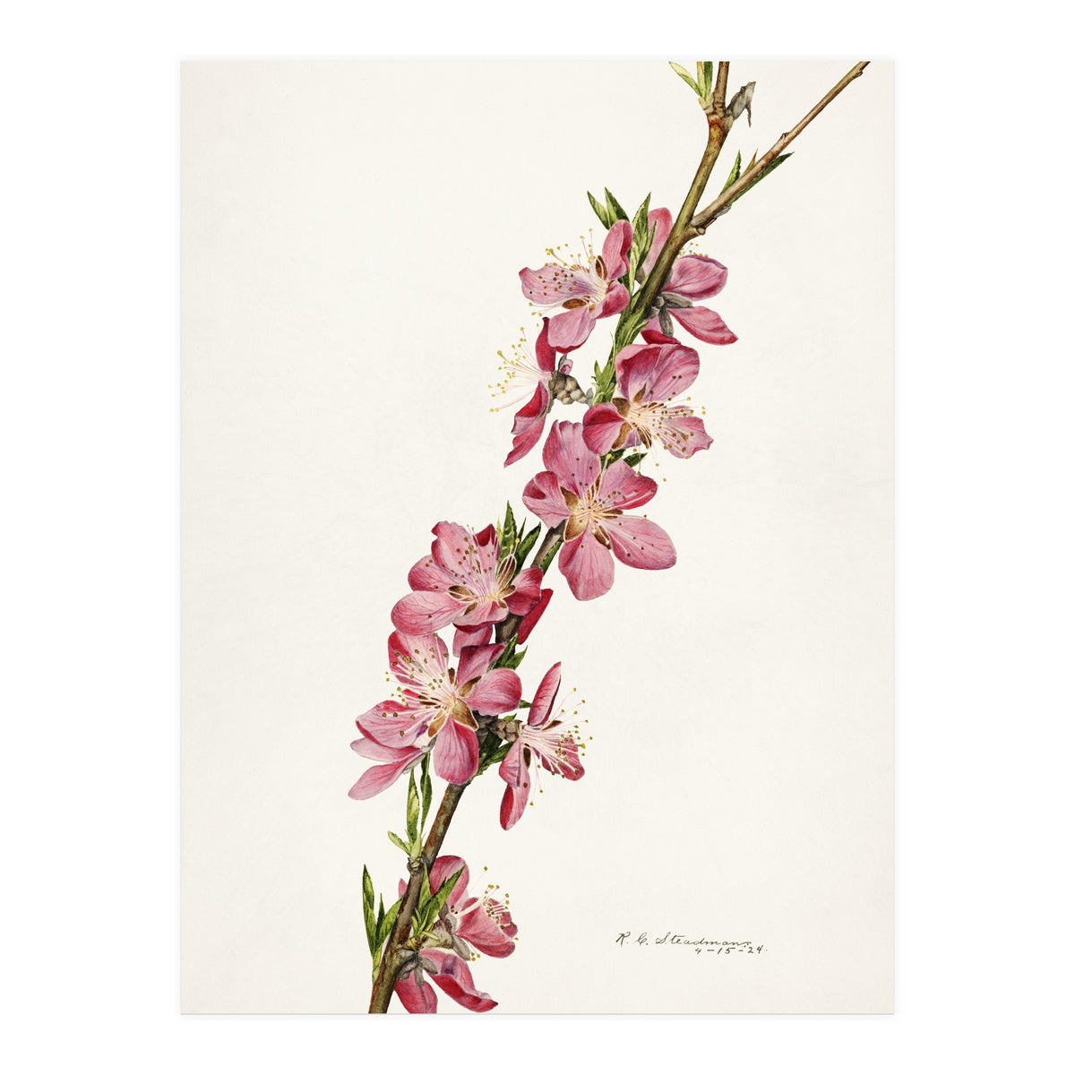 Royal Charles Steadman – Peach (Prunus persica) (1924) (Print Only)