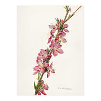 Royal Charles Steadman – Peach (Prunus persica) (1924) (Print Only)