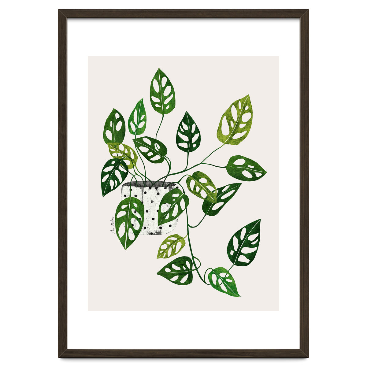 Monstera Obliqua Plant