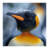 King Penguin In Falling Snow (Print Only) thumbnail