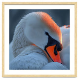 Close Up Of A White Swan With Water Droplets thumbnail